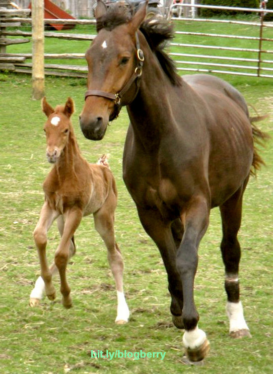 baby mother two brown running horses playing on grass