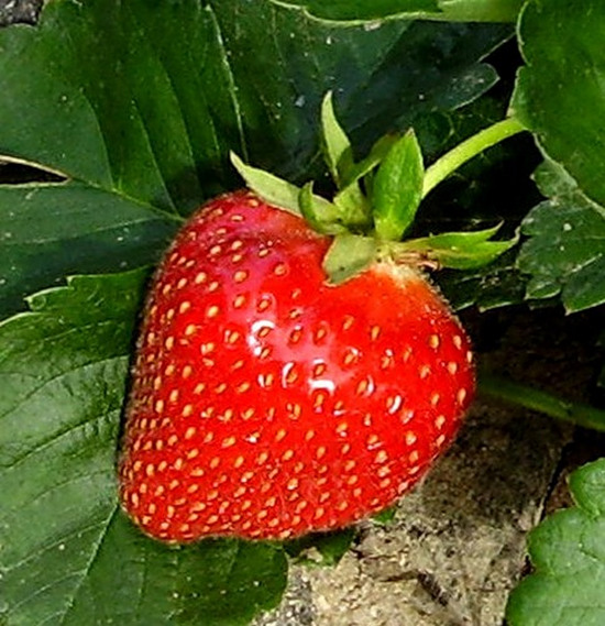 strawberry freshly picked from garden red green bright colors