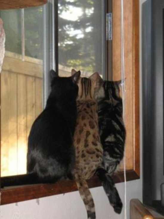 3 scared cats inside house room at door window