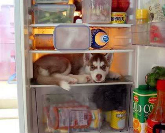 scared dog inside house room fridge 