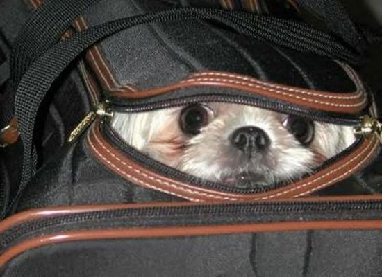 scared dog inside hand bag