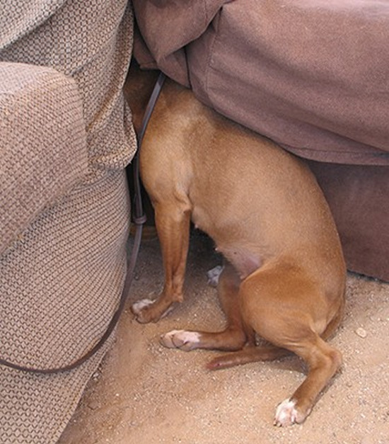 scared dog inside house room couch