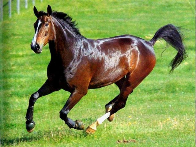running beautiful adult horse on grass green brown pretty